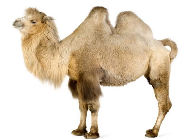 camello y su estómago para aumentar la potencia